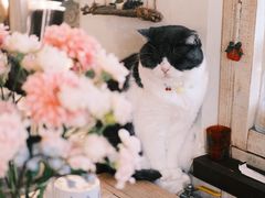 -海边的猫和咖啡馆
