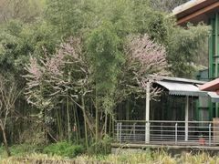 -西湖风景区-江洋畈生态公园