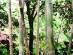 -韶山毛泽东同志故居