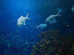 -凯莉-塔尔敦海洋生物水族馆