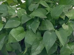 -牛学教育雅思托福PTE·小语种培训(小寨校区)