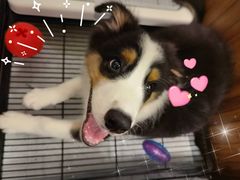 -翊宠yipet猫狗购宠庄园犬舍•猫舍