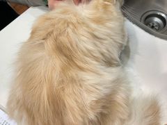 -瑞派动物医院·绝育·犬猫全科·预防医学(光景江南中店)