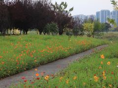 -洋湖国家湿地公园