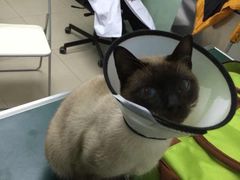 北京康乐宝动物医院-康乐宝动物医院