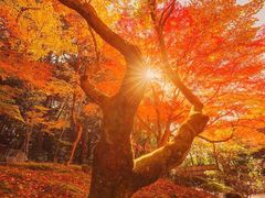 -醍醐寺