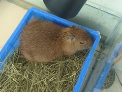 -怪兽屋·羊驼·猫咖·狗咖(俊华广场店)