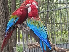 -北京野生动物园