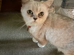 -普洱茶府(博乐广场店)