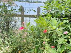 -前小桔亲子创意农场·草莓采摘·露营烧烤