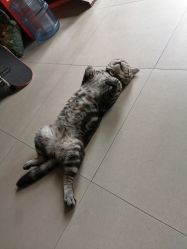 -幸运7纹身刺青Lucky7tattoo