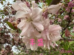 -海棠花溪(元大都城垣遗址公园)