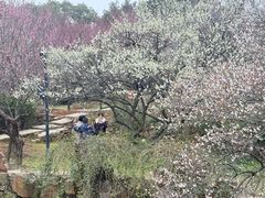 -香雪海