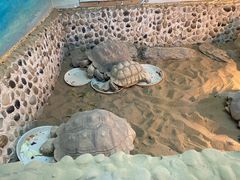 -上海大自然野生昆虫馆