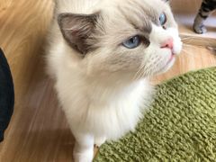 -猫和宫(六道口店)