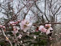 -北京麋鹿生态实验中心