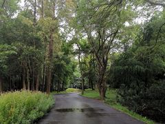 -上海滨江森林公园