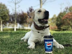 -合肥滨湖国家森林公园