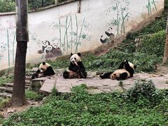 -中国大熊猫保护研究中心雅安碧峰峡基地