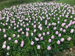 -上海鲜花港