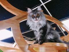 -猫和宫(六道口店)