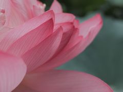 -陈家山荷花公园
