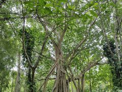 -中国科学院西双版纳热带植物园