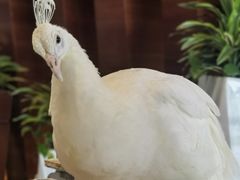 -宁波九龙湖开元度假村