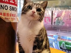 -猫小院猫主题餐厅(南锣旗舰店)