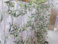 -大龙燚火锅(天安云谷店)