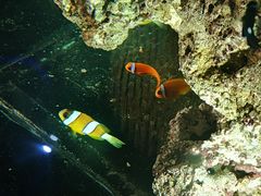 -华夏文旅海洋公园