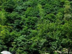 -四明山国家森林公园