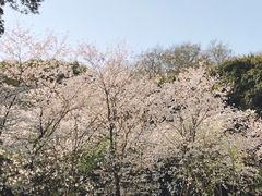 -武汉大学-樱园