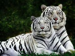 -西安秦岭野生动物园