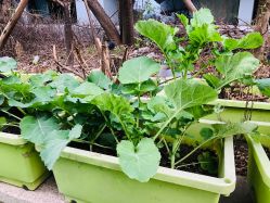 -可可天空农场(中大店)