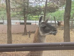 -青藏高原野生动物园