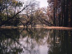 -上海共青森林公园