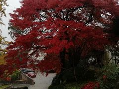 -上海市保健医疗中心