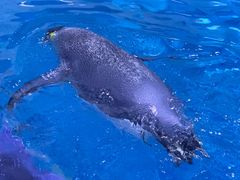 -上海海昌海洋公园