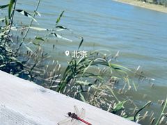 -野鸭湖国家湿地公园