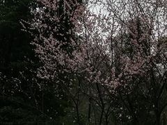 -重庆彩云湖湿地公园
