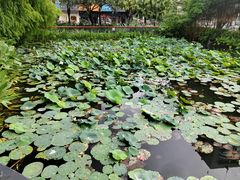 -四海公园(南山区)