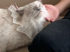 -怪兽屋·羊驼·猫咖·狗咖(俊华广场店)