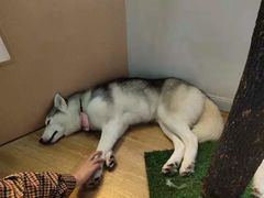 -Husky Go! 哈士奇体验馆·宠物咖啡厅狗咖