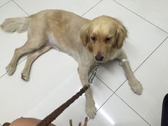 -中农大我爱我爱24h动物医院·中医针灸·猫专科·骨科医疗中心(双井店)