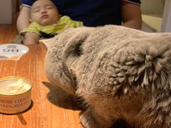 -猫小院猫主题咖啡厅(北锣店)