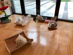 -momokira米努特·德文卷毛猫·棉花面纱犬