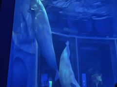 -上海海昌海洋公园-冰山北极馆