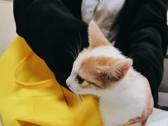 -动物缘宠物医院·骨科·猫科(西二环店)