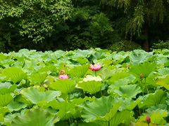 -合肥三国新城遗址公园